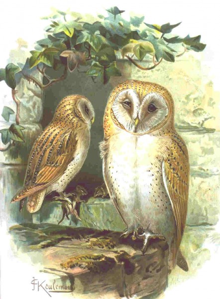 Svita
