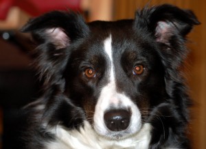 kolie B.