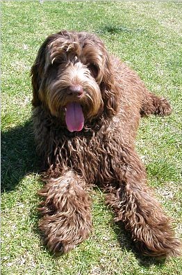 Labradudl
