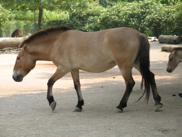 konik