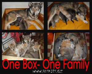 Huskies.cz