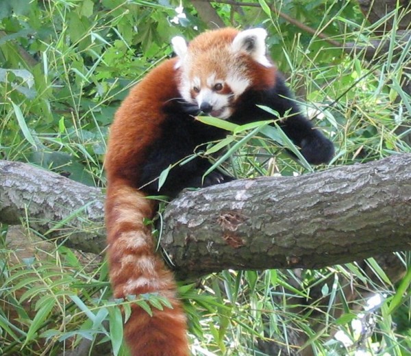 Panda erven