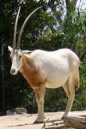 Oryx rohkis