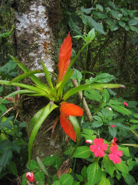 Bromelia interesting
