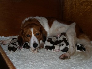 LOvely puppies