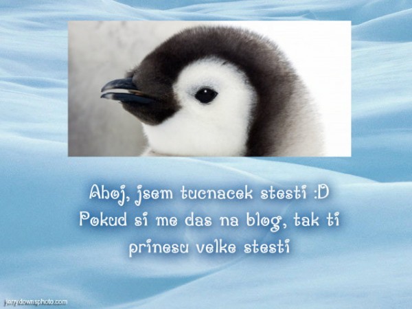 Penguin of the luck