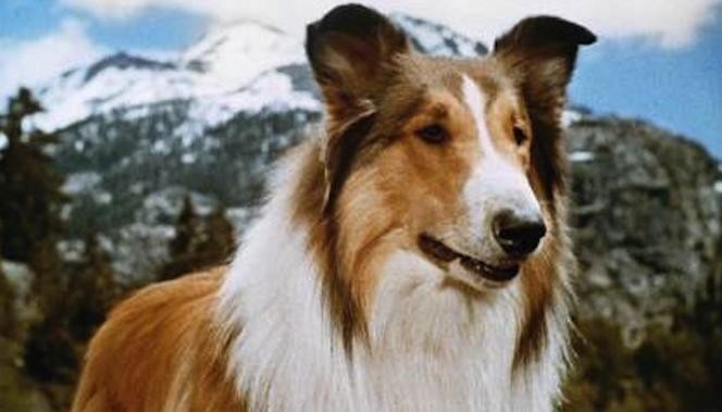 Lassie