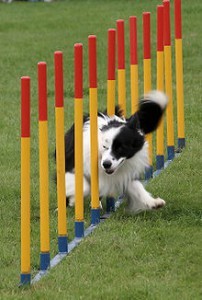 agility