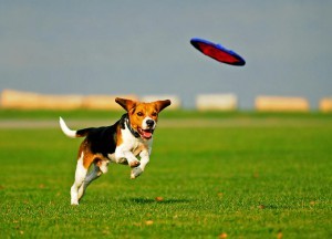 dog-frisbee