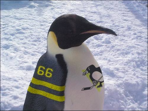 pinguins[1]
