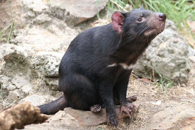 TasmanianDevil_1888
