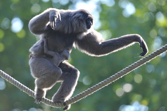 gibbon silver