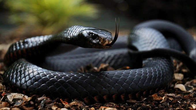 Mamba ern