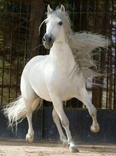 AnimalsHorse