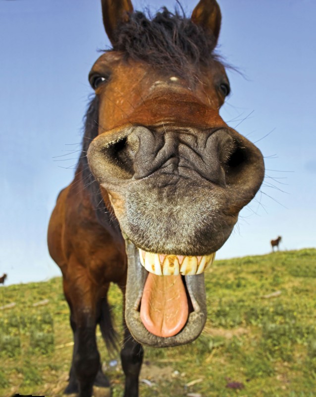 AnimalsHorseFace
