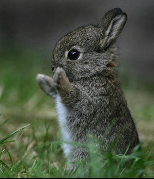Cute bunny